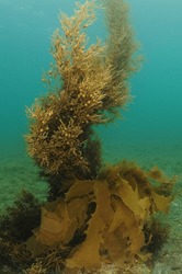 Brown Seaweeds With Tiny Pneumatocysts Reaching From Flat Seafloor To Surface In Shallow Water. Location: Leigh New Zealand