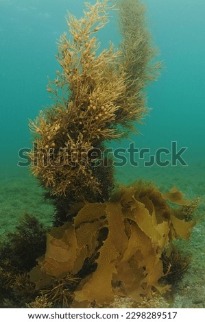 Brown seaweeds with tiny pneumatocysts reaching from flat seafloor to surface in shallow water. Location: Leigh New Zealand