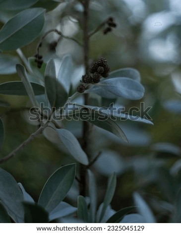 Brown seeds and silver blue leaves of conocarpus erectus, known as button mangrove or buttonwood, on the tree branch.