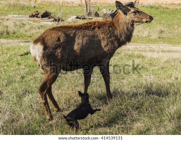 shaggy deer