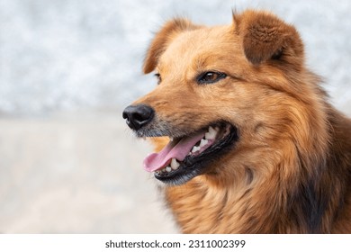 Brown shaggy dog with open mouth on blurred background close-up. Portrait of a cheerful friendly dog - Shutterstock ID 2311002399