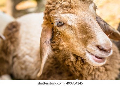 Brown sheep face near term
