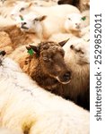 Brown sheep in a flock of white sheeps and lambs at a roundup in the West fjords of Iceland