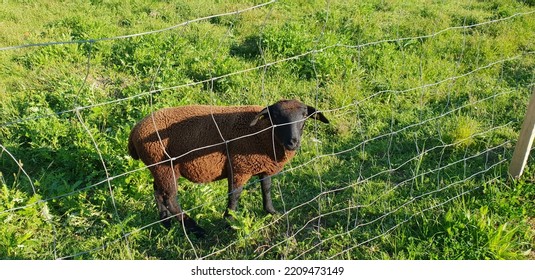 Brown Sheep Isolated In Green Grass Behind Net Looking At You. September 2022