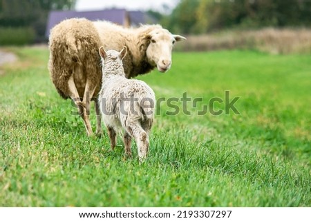 Brown sheep and lamb graze on farmers pasture. Rural life, cattle breeding. Herd of sheep eat green grass in meadow.
