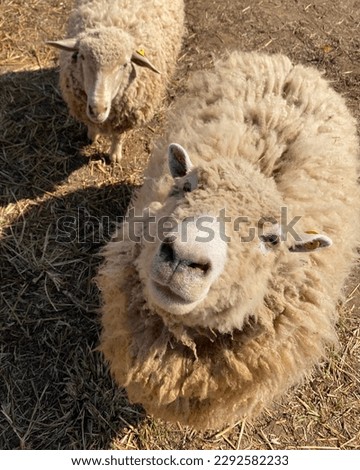 brown sheep on a sunny day