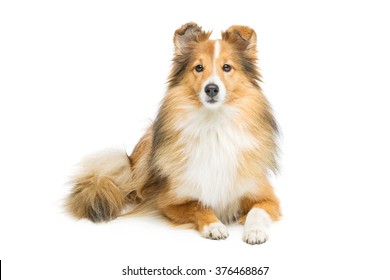 Brown Sheltie Dog