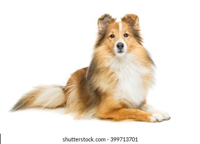 Brown Sheltie Dog