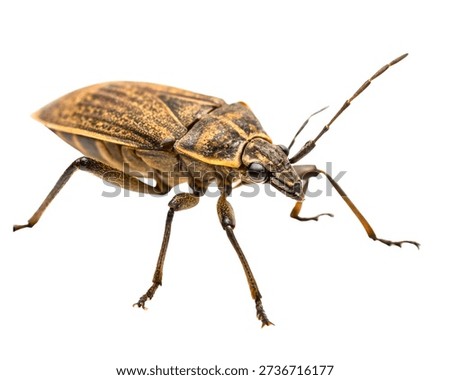 Brown shield bug insect isolated on white background