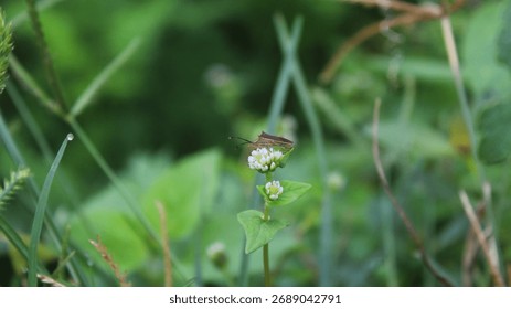 A brown shield bug, a small insect, is perched on top of a cluster of tiny white wildflowers in a green meadow.