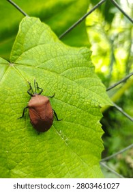 Brown shield bug or stink bug sitting on a bright green leaf in the garden