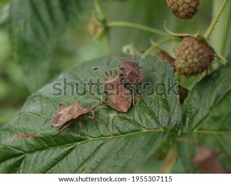 A brown shield bugs (stink bugs) on a raspberry bush suck the sap of plants