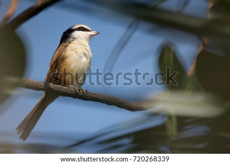 Brown shike on the tree.