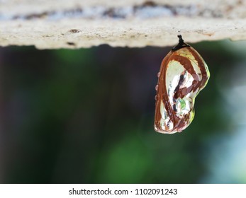 A Brown And Shining Monarch Buterfly Cocoon Or Pupa Or Chrysalis Hanging Under The Concret Fence With Green Blurred Background