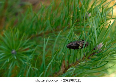 Brown Shiny Beetle On Young Pine Needles. Forest Beetles Of Ukraine.