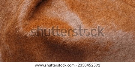 Brown shiny cow hide texture from animal hide rug or carpet suitable for fashion, interior design, art, or backgrounds.