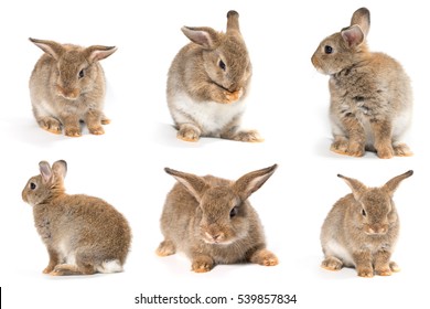 Brown short hair adorable baby rabbit on white background - Shutterstock ID 539857834