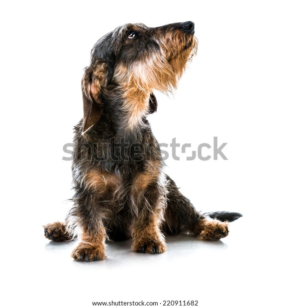 Brown Short Hair Dachshund Dog On Royalty Free Stock Image