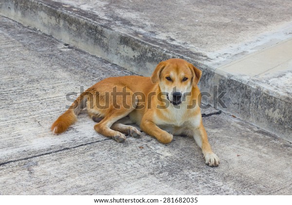 Brown Short Hair Dog Stock Photo Edit Now 281682035