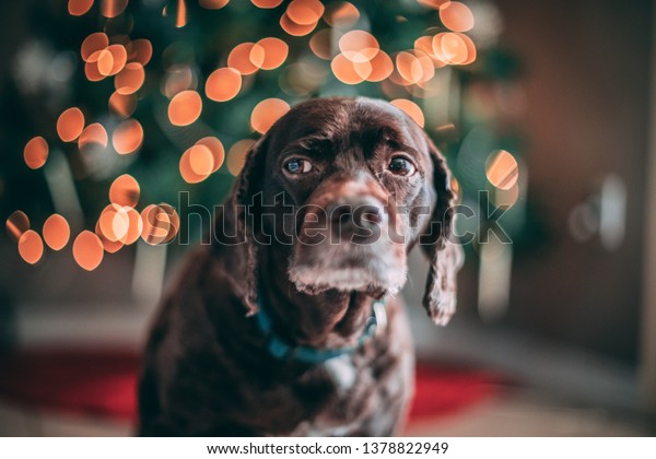 Brown Short Hair Poodle Mix Dog Stock Photo Edit Now 1378822949