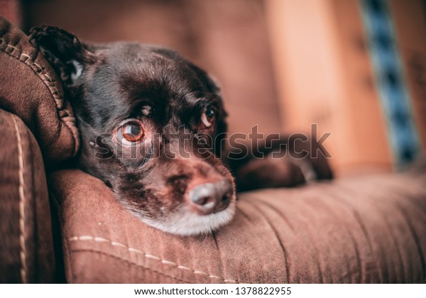 Brown Short Hair Poodle Mix Dog Stock Photo Edit Now 1378822955