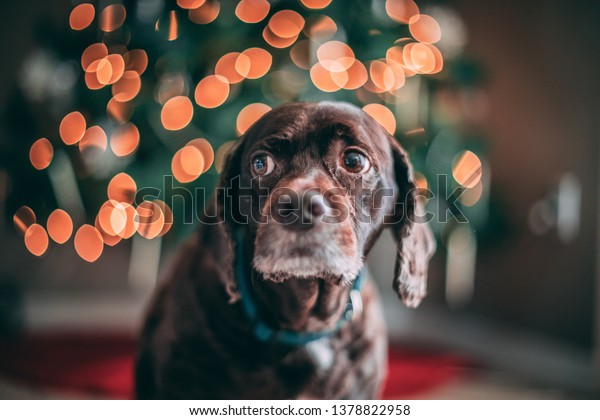 Brown Short Hair Poodle Mix Dog Stock Image Download Now