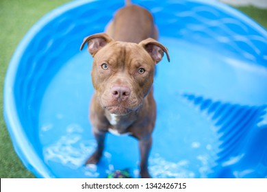 Brown Short-hair Dog Looks At The Camera While Playing In A Plastic Kiddie Pool Outside