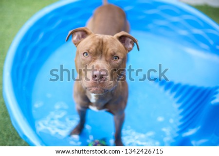 Brown short-hair dog looks at the camera while playing in a plastic kiddie pool outside