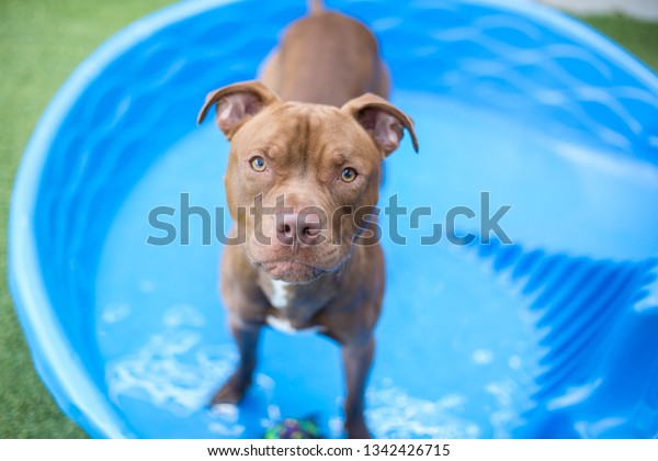 Brown Shorthair Dog Looks Camera While Stock Photo Edit Now