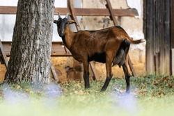 Brown Shorthair Goat (Capra Aegagrus Hircus) On The Village Home Farm.