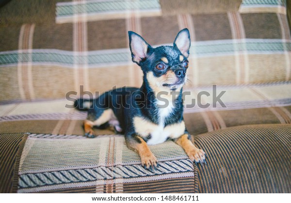 Brown Shorthair Red Haired Chihuahua Dog Stock Photo Edit Now