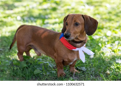 Cute Dachshund Little Images Stock Photos Vectors Shutterstock