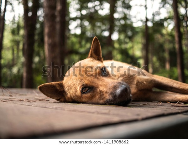 Brown Shorthaired Dog Lying On Wooden Stock Photo Edit Now