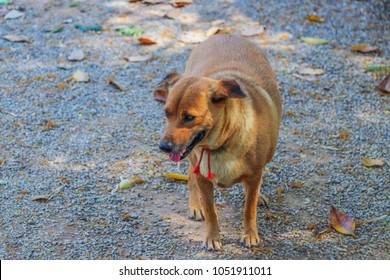 Sheltie Mix Images Stock Photos Vectors Shutterstock