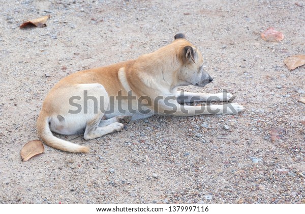 Brown Shorthaired Male Dog Stock Photo Edit Now 1379997116