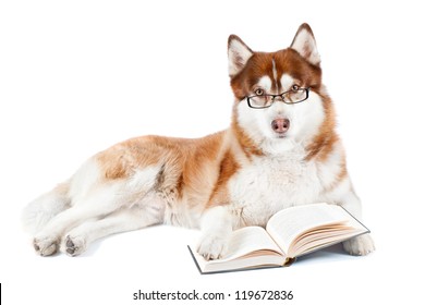 Brown Siberian Husky Dog Reading In Glasses