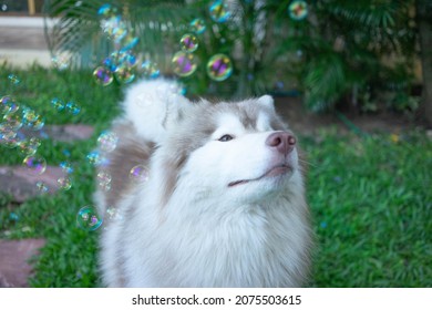 A Brown Siberian Husky Playing With Soap Bubbles 