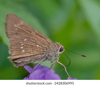 A brown Skipper Butterfly is perched on a purple flower on a natural green background 