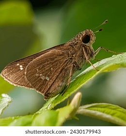 The brown Skipper Butterfly is perched and resting on a green leaf with a natural green background 