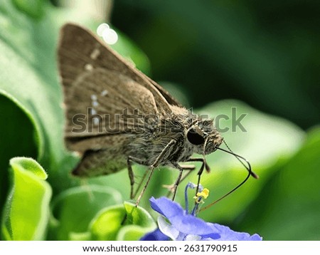 Brown skipper butterfly perching on a purple flower, a serene moment of nature's subtle beauty.