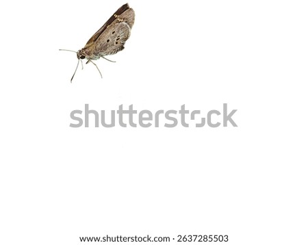 A brown skipper butterfly, possibly Suastus gremius or Borbo, with speckled wings, is captured mid-flight against a plain white background.

