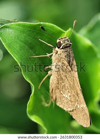 Brown skipper butterfly resting on a vibrant green leaf, a subtle beauty in nature's embrace.