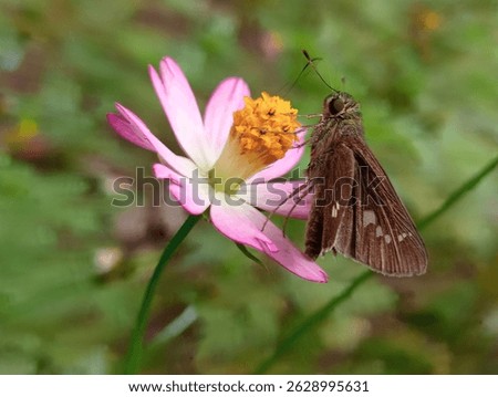 A brown skipper butterfly with white spots feeds on the bright yellow center of a pink Cosmos flower in a natural outdoor setting.
