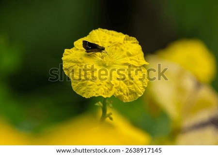 A brown skipper butterfly with white spots on bright green leaves sits on a yellow flower.
