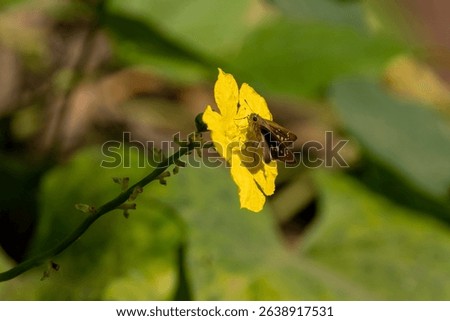 A brown skipper butterfly with white spots on bright green leaves sits on a yellow flower.