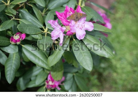 Brown skipper butterfly with wings spred, on a bright pink, English Roseum rhododendron bloom