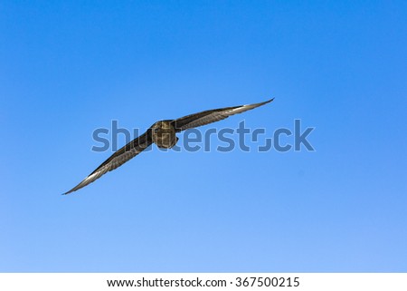 Similar – Image, Stock Photo Swift soaring with fully extended wings against blue sky