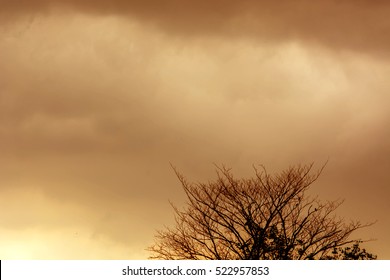 Brown Sky And Dry Tree