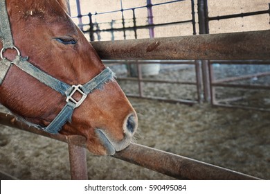 Brown sleepy horse in the barn stable. Great ranch or western rodeo background.