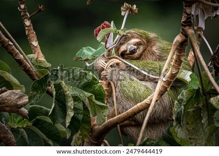 A Brown sloth on tree with lush foliage and blooms